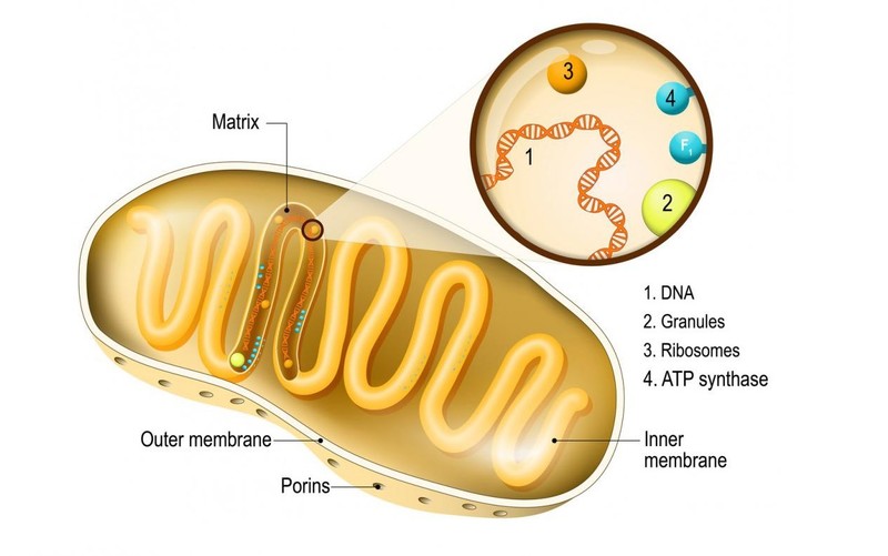 mitochondrion