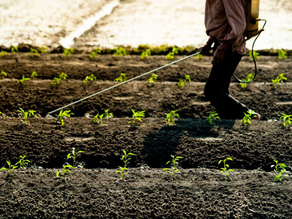 グリホサートだけじゃない 海外で禁止され日本で使用されているクロルピリホスなどの農薬 殺虫剤の危険性 Geefee