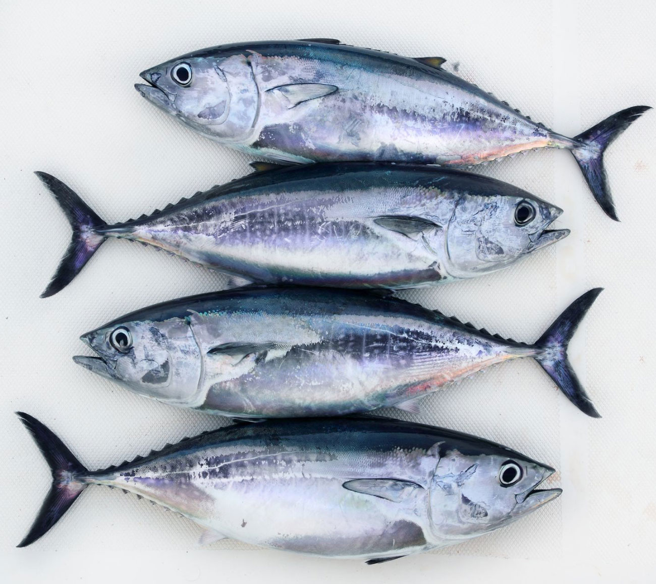 魚介類の食べすぎで体に水銀が蓄積 そのリスクを避ける方法とは Geefee 魚介類の食べすぎで体に水銀が蓄積 そのリスクを避ける方法とは Geefee
