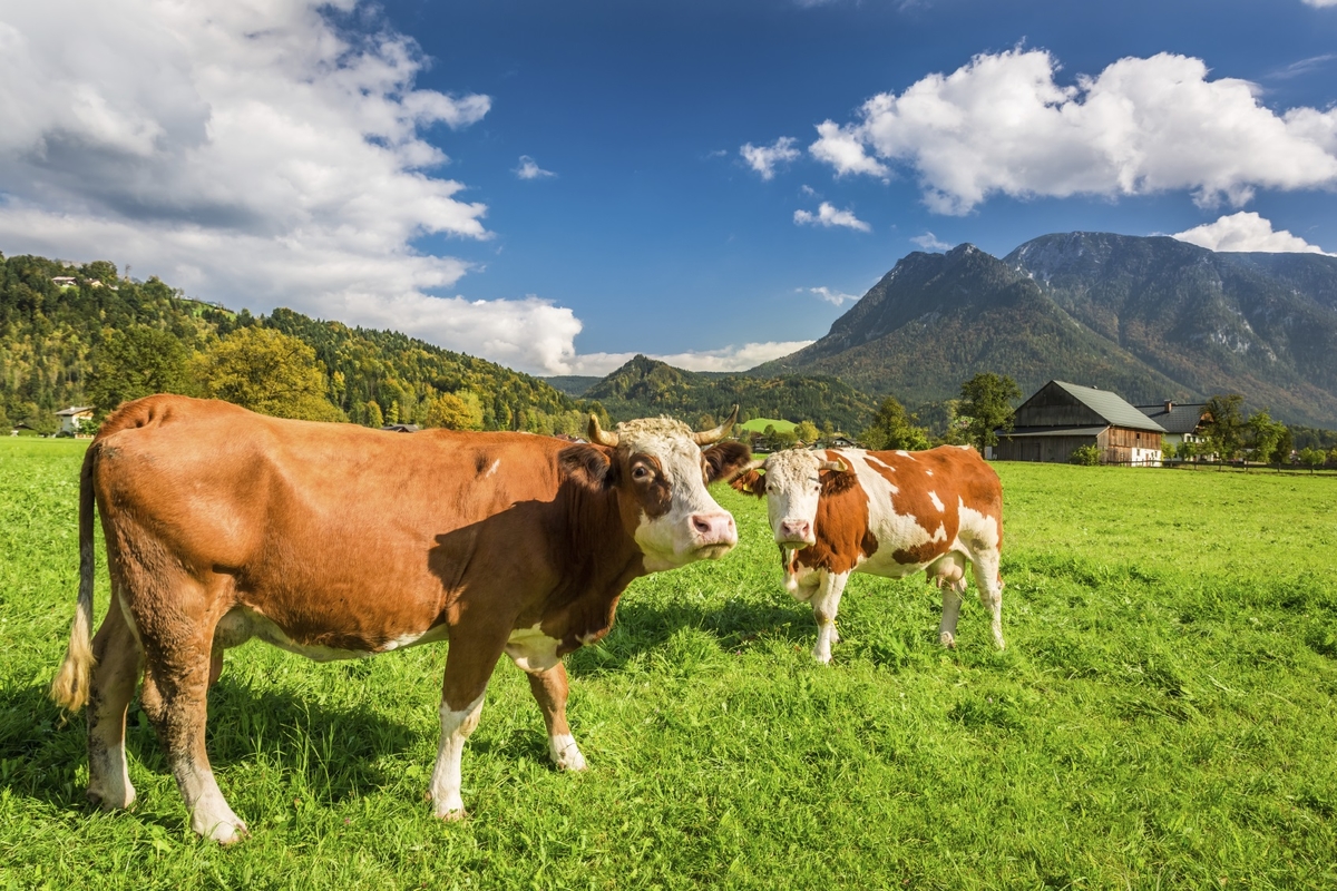 grassfed beef cow