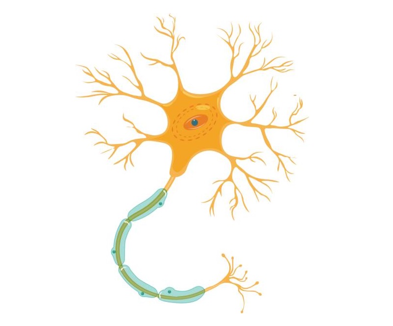 neuron