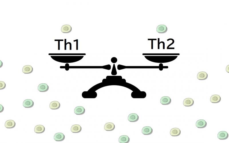 アレルギー体質もこれで改善？Th1細胞とTh2細胞の細胞バランスとは？