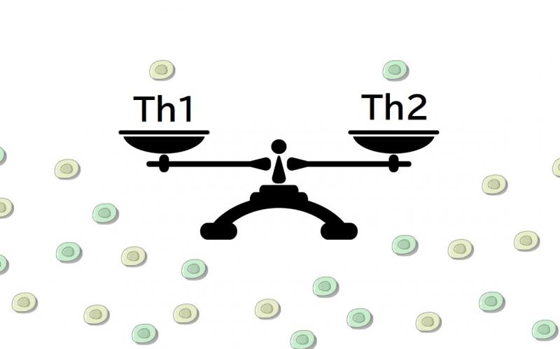 アレルギー体質もこれで改善?Th1細胞とTh2細胞の細胞バランスとは?