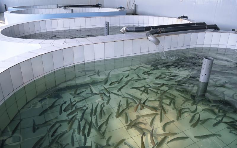 養殖魚と天然魚。どれ位違うの？