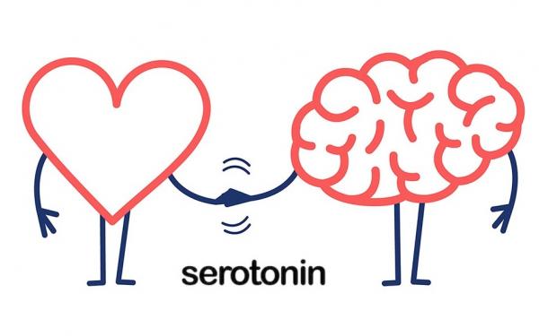 心と脳の栄養 「セロトニン」をサプリで増やすには？